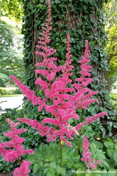 pink flowers are blooming in front of a tree