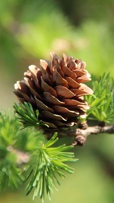 a pine cone sitting on top of a tree branch