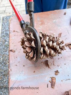 a pine cone is being held by a pair of pliers on top of a table