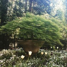 a large potted plant sitting in the middle of a garden filled with white flowers