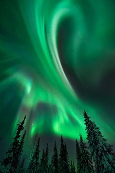 an aurora bore is seen in the sky above some pine trees and snow covered ground