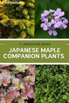 different types of plants with the words japanese maple companion plants