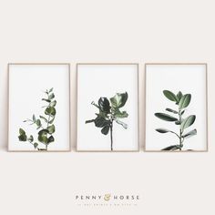 three framed pictures with plants in them on a wall above the words penny & horse