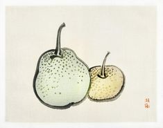 two pears are shown on a white background