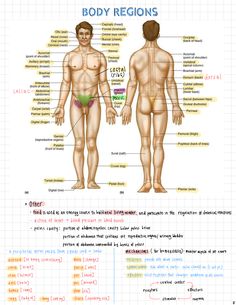 the body regions are labeled in different colors and sizes, including one with an area for each