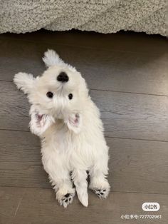 a small white dog sitting on top of a wooden floor