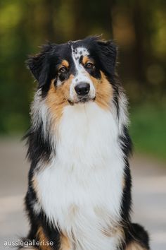 a black, white and brown dog sitting on top of a street next to trees