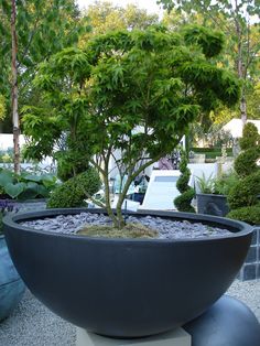 a bonsai tree in a large black pot