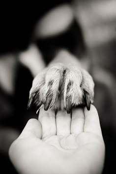 a dog paw with the words i pledge to always keep you safe