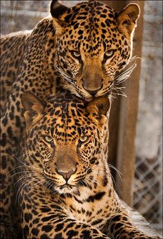 two large leopards standing next to each other