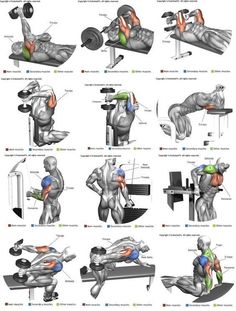 an image of the muscles and their functions on a cell phone, with text below