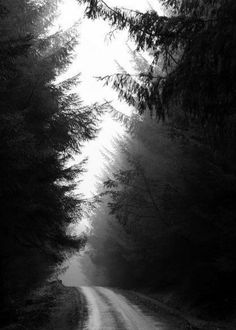 a black and white photo of a dirt road surrounded by pine trees in the fog