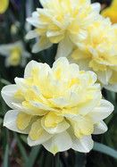 some yellow and white flowers are blooming together