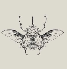 a black and white drawing of a bug