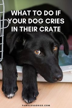 a black dog laying on top of a wooden floor next to a cage with the words is crate training bad for dogs?