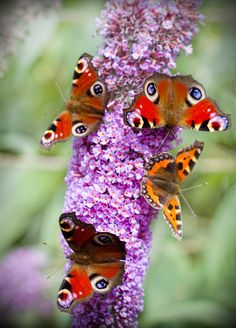 several butterflies are sitting on some purple flowers