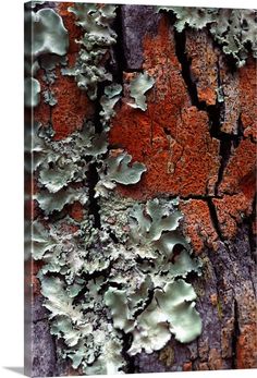 moss growing on the bark of an old, rotten tree trunk with red and green lichens