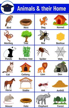 an animal and their home worksheet for kids to learn how to use it