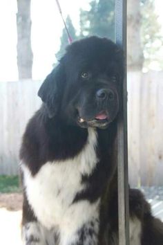 a black and white dog sitting on top of a porch