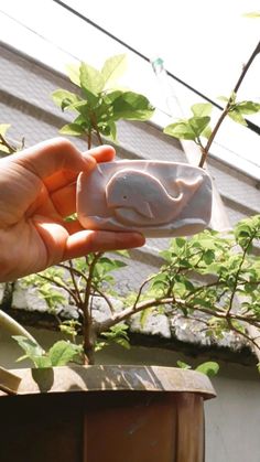 a hand holding a soap bar in front of a potted plant with green leaves