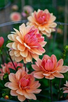 orange and yellow flowers are in a pot