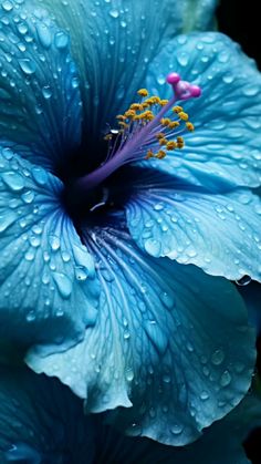 a blue flower with water droplets on it's petals and the words, stock image com