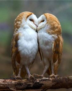 two brown and white owls sitting on top of a tree branch kissing with each other