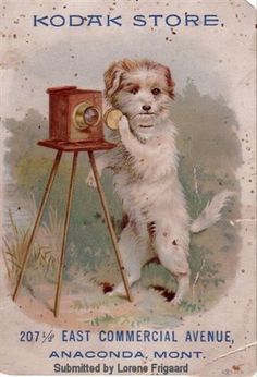 an advertisement for kodak's store featuring a dog with a camera in its mouth