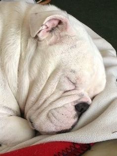 a white dog sleeping on top of a red blanket