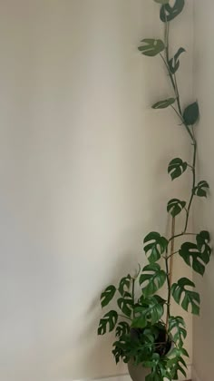 a potted plant with green leaves on the corner of a white wall in an empty room