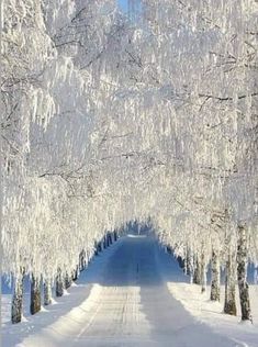 the road is lined with snow covered trees