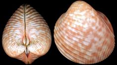 two seashells are shown side by side on a black background