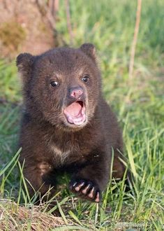 a small brown bear sitting in the grass