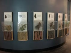 a wall with several different types of plants on it