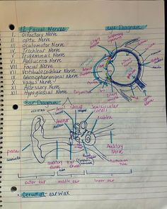 a hand drawn diagram of the inside of an eye and its parts labeled in blue ink on lined paper