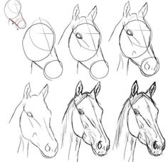 how to draw horses head with different angles and hairline for each horse's head