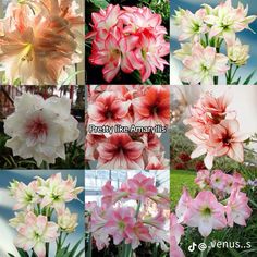 there are many different types of flowers in this photo collage with words pretty like amar lilies