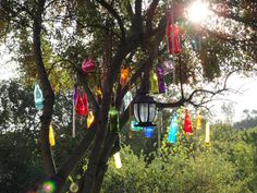 colorful lights hanging from trees in the sun