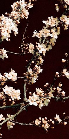 a branch with white flowers on it against a dark background