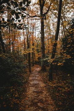 a path in the woods with lots of trees and leaves on either side of it