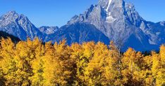 Activities | Town Square Inns Fall Foliage Pictures, Jackson Hole Skiing, Tree Pictures, Aspen Tree, Float Trip, Fall Vacations, Fall Getaways, Places To Rent, Whitewater Rafting