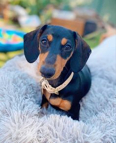 a small black and brown dog sitting on top of a white blanket next to a toy