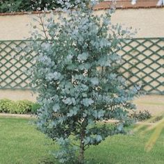 a small tree in the middle of a yard with green grass and bushes behind it