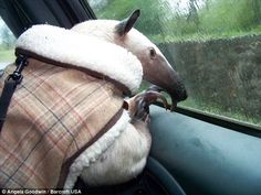 a sheep wearing a blanket in the back seat of a car with its head sticking out