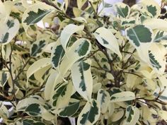 a close up of a plant with green and white leaves on it's branches