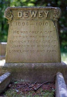 the grave of dewey, he was only a cat