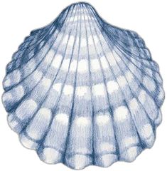 a blue and white drawing of a seashell