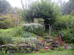 an overgrown garden with rocks and trees in the background