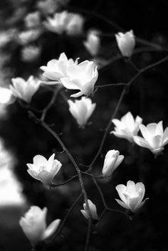 black and white photograph of flowers in bloom