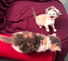 two small kittens are sitting on a red chair